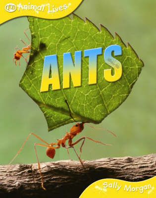 Picture of Ants