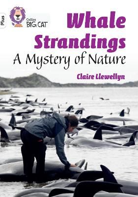 Picture of Whale Strandings: A Mystery of Nature: Band 10+/White Plus (Collins Big Cat)