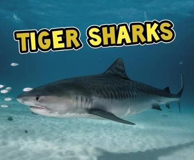 Picture of Tiger Sharks