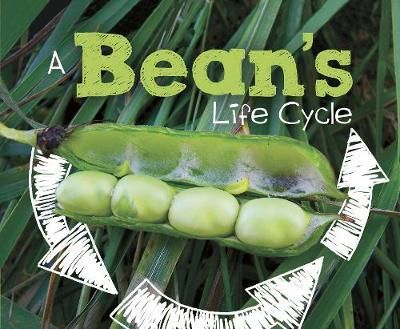 Picture of A Bean's Life Cycle