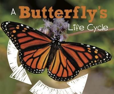 Picture of A Butterfly's Life Cycle