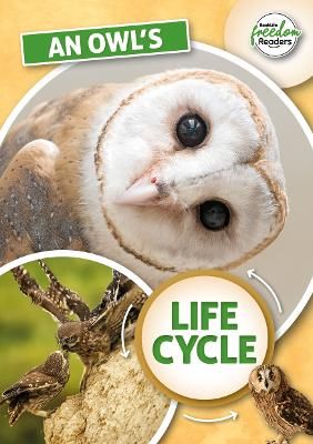 Picture of An Owl's Life Cycle