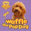Picture of Waffle the Pop Dog