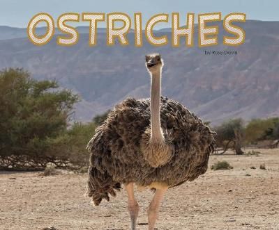 Picture of Ostriches