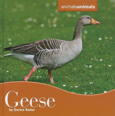 Picture of Geese