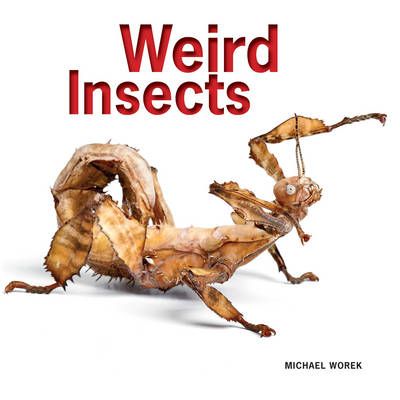Picture of Weird Insects