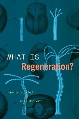 Picture of What Is Regeneration?