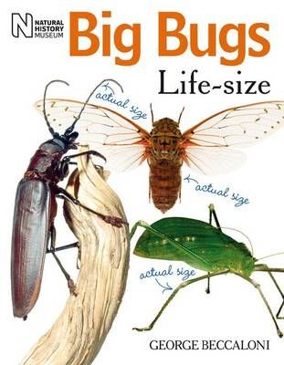 Picture of Big Bugs Life-Size