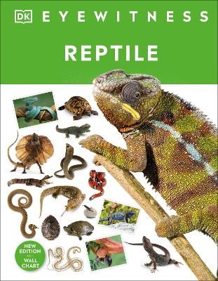 Picture of Reptile